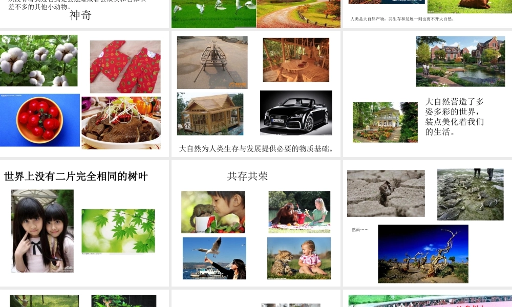 （水滴系列）（秋季版）七年级道德与法治下册 第八单元 珍爱生命 热爱生活 第15课 呵护宝贵的生命 第1框 世界因生命而精彩课件 鲁人版六三制-鲁人版初中七年级下册政治课件