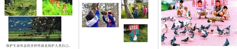 （水滴系列）（秋季版）七年级道德与法治下册 第八单元 珍爱生命 热爱生活 第15课 呵护宝贵的生命 第1框 世界因生命而精彩课件 鲁人版六三制-鲁人版初中七年级下册政治课件