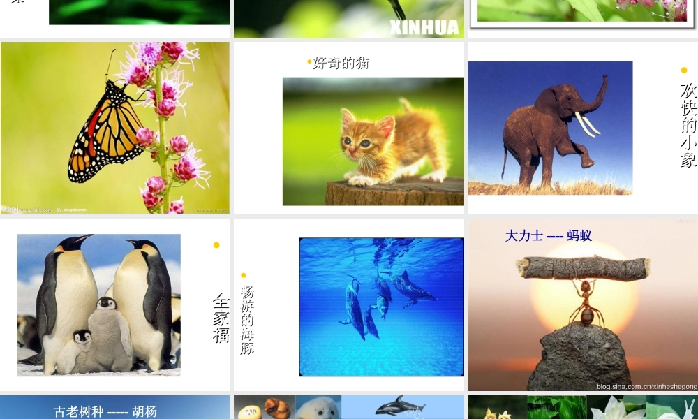 （水滴系列）（秋季版）七年级道德与法治下册 第八单元 珍爱生命 热爱生活 第15课 呵护宝贵的生命 第一框 世界因生命而精彩课件 鲁人版六三制-鲁人版初中七年级下册政治课件