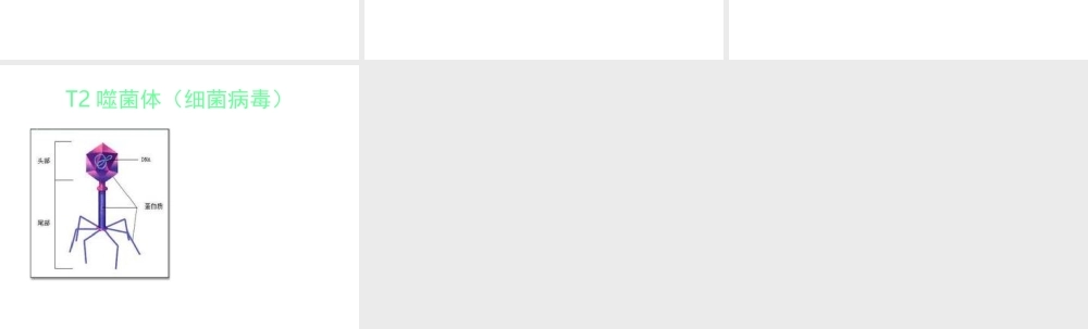 （江西专版）中考生物总复习 第八单元 生物的多样性 第一节 细菌、病毒和真菌病毒的种类课件-人教版初中九年级全册生物课件
