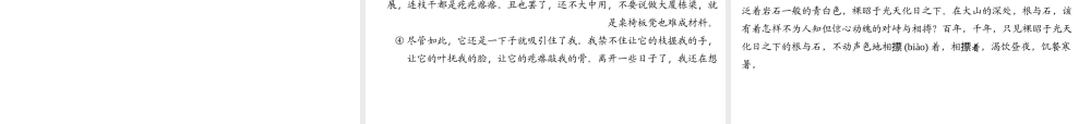 （遵义专版）秋八年级语文上册 第四单元 14 白杨礼赞习题课件 新人教版-新人教版初中八年级上册语文课件