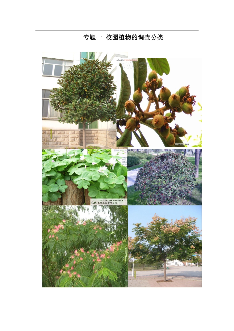 专题一  校园植物的调查分类_第1页