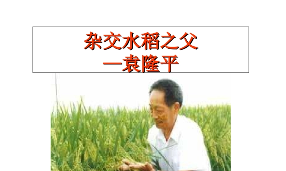 （遵义专版）八年级语文上册 第三单元 11 杂交水稻之父——袁隆平课件1 语文版-语文版初中八年级上册语文课件