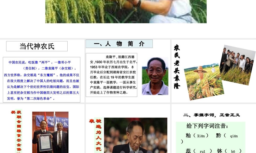 （遵义专版）八年级语文上册 第三单元 11 杂交水稻之父——袁隆平课件1 语文版-语文版初中八年级上册语文课件