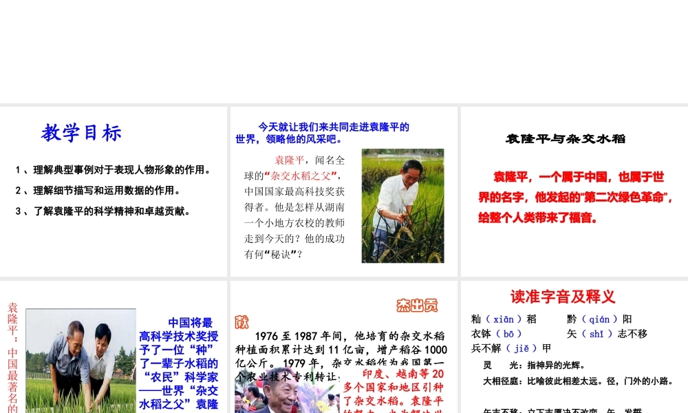 （遵义专版）八年级语文上册 第三单元 11 杂交水稻之父——袁隆平课件2 语文版-语文版初中八年级上册语文课件