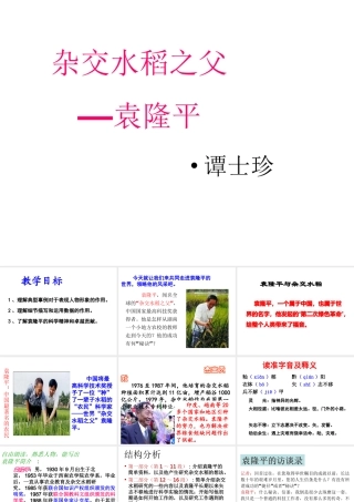 （遵义专版）八年级语文上册 第三单元 11 杂交水稻之父——袁隆平课件2 语文版-语文版初中八年级上册语文课件