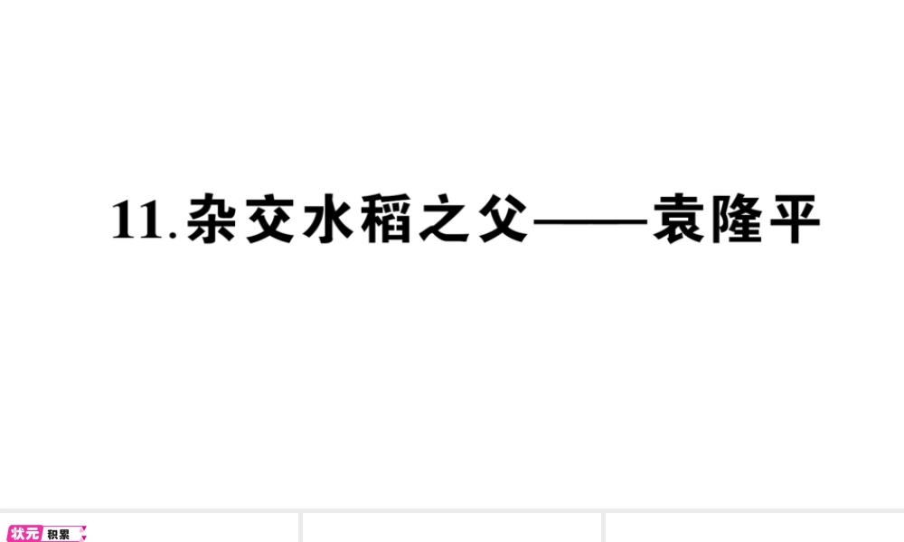 （遵义专版）八年级语文上册 第三单元 11 杂交水稻之父——袁隆平作业课件 语文版-语文版初中八年级上册语文课件
