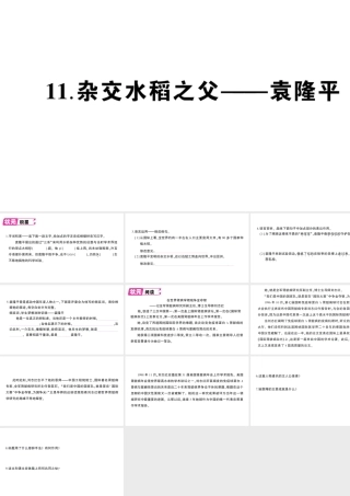 （遵义专版）八年级语文上册 第三单元 11 杂交水稻之父——袁隆平作业课件 语文版-语文版初中八年级上册语文课件