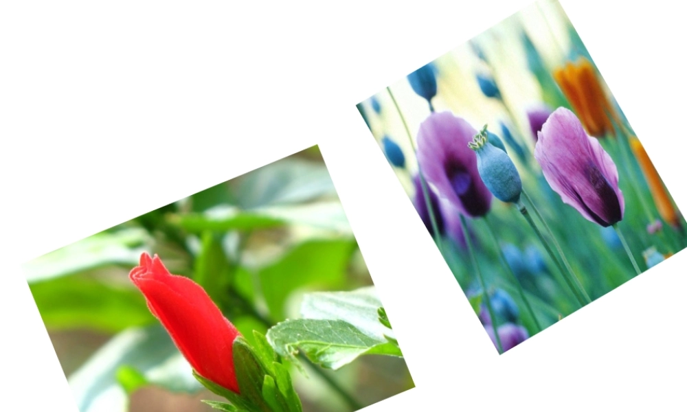 （遵义专版）八年级语文上册 第四单元 14 花儿为什么这样红课件 语文版-语文版初中八年级上册语文课件